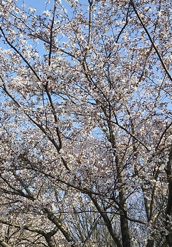 sakura sakura